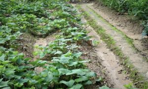 儋州50亩基本农田地水源充足交通便利