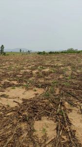 昌江460亩林地短期出租付款方式灵活