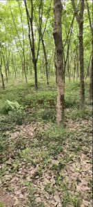  白沙500亩林地租金80元/亩/年可一年一付