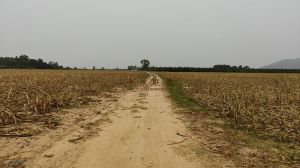 昌江昌化280亩农田地可长，短期租水源充足交通便利