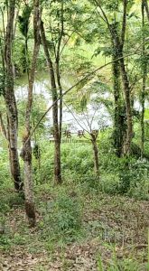 琼海200亩林地水源充足租金70元/亩/年一年一付