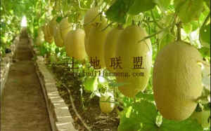 乐东260亩农田地短期出租5年适合种植哈蜜瓜