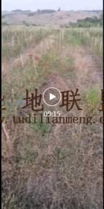 昌江95亩短期种植地水源充足租金900元/亩/年