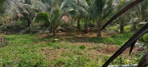 陵水180亩椰子园没有租金已挂果接手就可收益