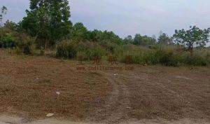 陵水110亩种植地没有租金水源充足