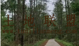 澄迈5000亩林地水源充足交通便利租金300元/亩/年一年一付
