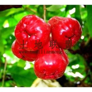 陵水12亩莲雾果园转让接手打理就有收益