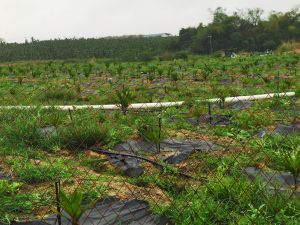 乐东220亩种植地租金200元/亩/年一年一付