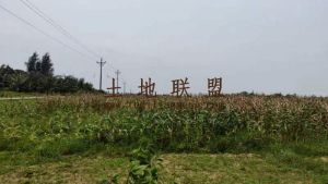 文昌600亩基本农田付款方式一年一付