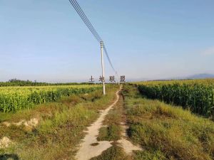 东方200亩短期种植地租金便宜合适种植香蕉