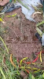 临高340亩短期种植地水源充足租金可以分期付款