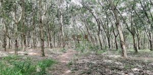 临高130亩林地水源充足40年合同没有租金