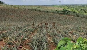 海口70亩临近水库边种植地交通便利