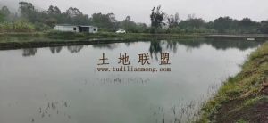 儋州86亩淡水鱼塘租金600元/亩/年设施齐全