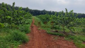 澄迈75亩柠檬园租金已付清接手打理就有收益