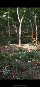 临高480亩林地交通便利水源充足