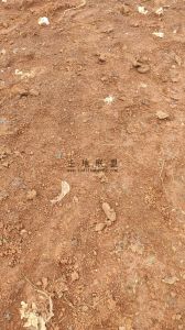 昌江400亩林地水源充足租金350元/亩/年