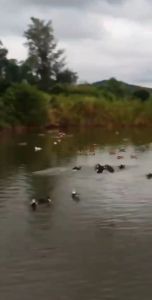 白沙137亩柚子园转让设施齐全接手打理就可收成