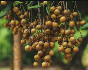 白沙80亩林+37亩一般耕地邻河边种植地