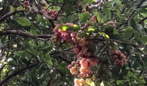 文昌水库边20亩林地+三排一层老宅租金便宜