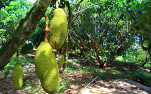 东方30亩榴莲蜜园转让接手打理就可以有收益