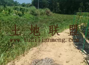 保亭43亩林地水源充足租金350元/亩/年可更名