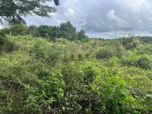 澄迈1500亩邻高速路边种植地水源充足