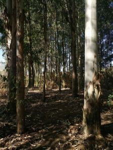 儋州2000亩林地水电齐全租金180元/亩/年