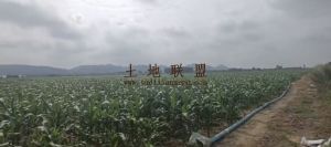 东方800亩种植地水源充足土壤肥沃