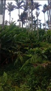 定安45亩农场林地可更名租金2700/年