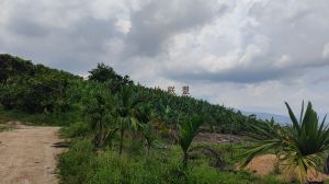 保亭100亩种植地水电设施齐全租金350元/亩/年