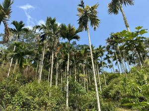 琼中188亩有经营权林地转让可以更名过户