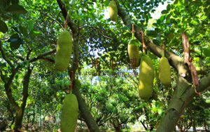 陵水81亩果园租金150元/亩/年水电设施齐全