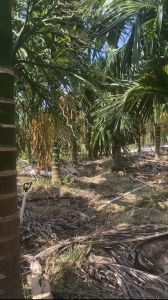 乐东20亩5年树龄槟榔园长势旺盛接手就有收益