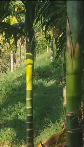 陵水30亩种植地水电设施齐全没有租金