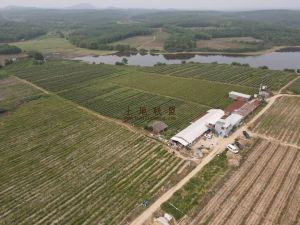 儋州300亩一般耕地短期出租临近水库