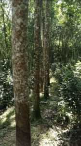 儋州2200亩林地临近水库可十年一付