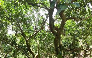 琼海20亩菠萝蜜园水电设施齐全接手管理就有收成没有租金