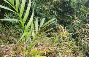 定安40亩槟榔园农场地可更名租金30元/亩/年