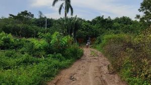 定安375亩基本农田水电设施齐全可以五年一付