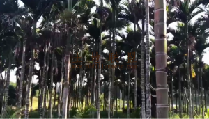 琼海30亩林地交通便利没有租金