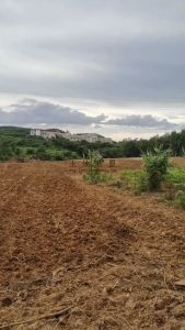 儋州700一般耕地交通便利可五年一付