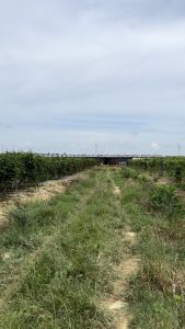 文昌70亩一般耕地设施齐全租金500元/亩/年一年一付