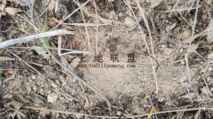 白沙邻国道边200亩林地低价转让租金180元一年一付