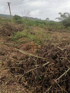 定安100亩农场林地可以更名租金80元/亩/年