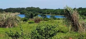 文昌600亩林地+建设用地600元/亩/年可五年一付