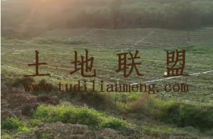 临高240亩基本农田与林地租金可以分期付款