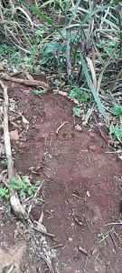 澄迈40亩林地水电齐全付款方式灵活