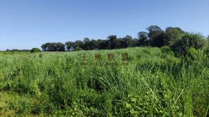 澄迈150亩基本农田短期出租交通便利