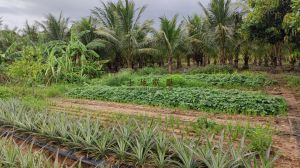 澄迈56亩椰子园水电设施齐全没有租金